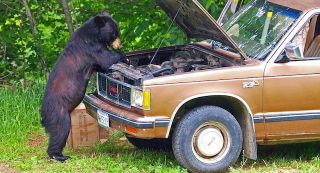 Illustration for article titled This Bear Cub Thinks It's People, And It Wants To Take Your Picture